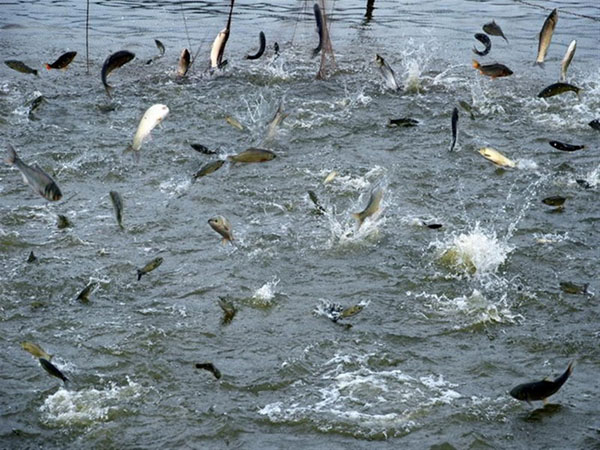 大型水产养殖需要什么机械设备？